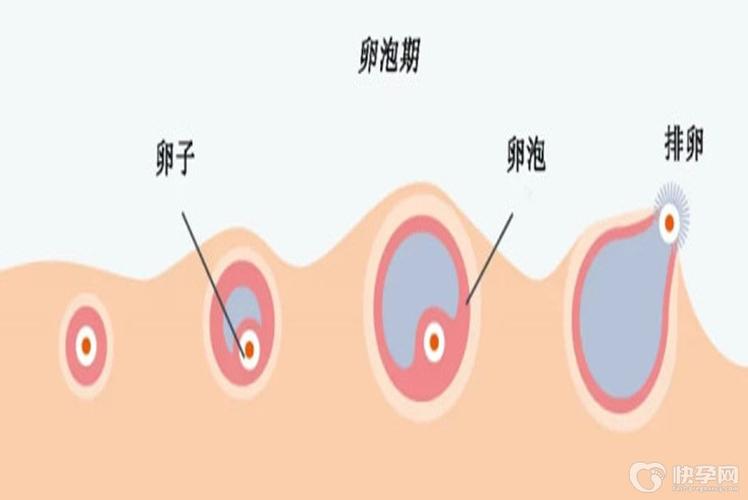 供卵自怀会有排异吗【供卵自怀:排异反应是什么?】